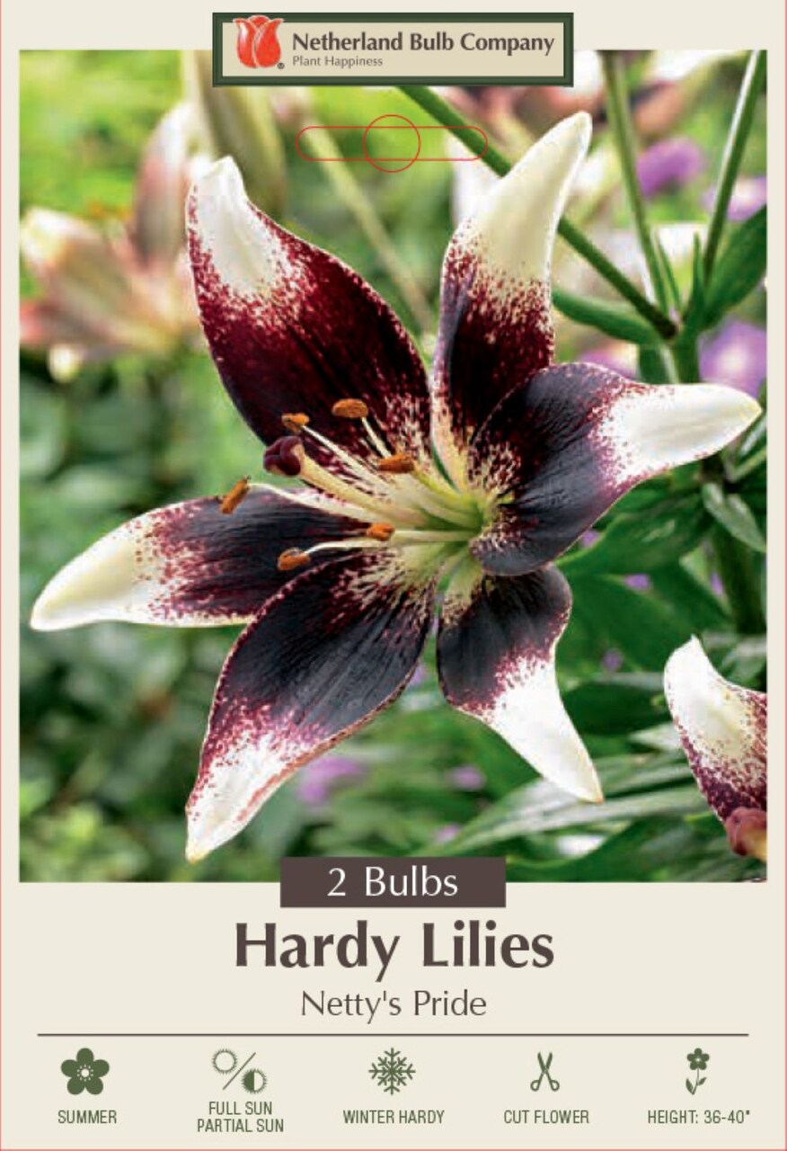 Netty's Pride Asiatic Lily 2 Bulbs 14/16cm - Deep Burgundy with White Tips